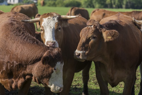 Buntscheck cows on pasture, Franconia, Bavaria, Germany, Europe