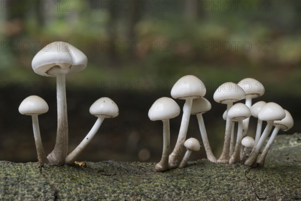 Porcelain fungi (Oudemansiella mucida), Emsland, Lower Saxony, Germany, Europe