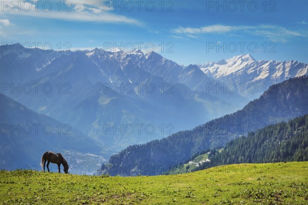 Horse grazing in Himalayas mountains. Himachal Pradesh, India, Asia
