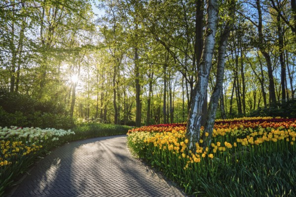 Path in Keukenhof flower garden with blooming tulip flowerbed, one of the world's largest flower gardens on sunset. Lisse, the Netherlands