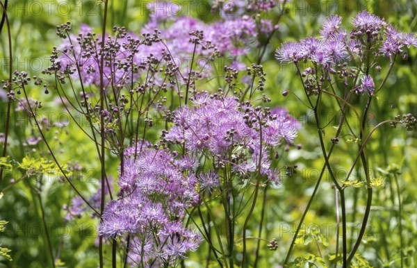 Greater meadow-rue (Thalictrum aquilegiifolium), North Rhine-Westphalia, Germany, Europe