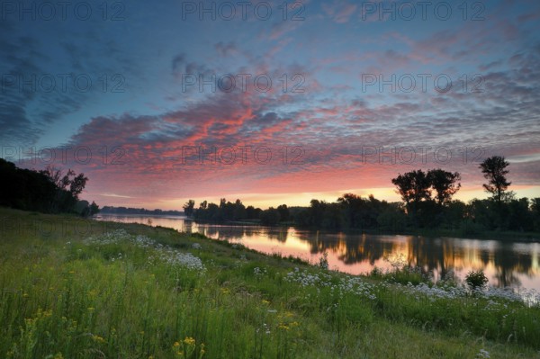 Morning glow on the Old Rhine with valerian (Valeriana officinalis) and deciduous trees, Xanten, Lower Rhine, North Rhine-Westphalia, Germany, Europe