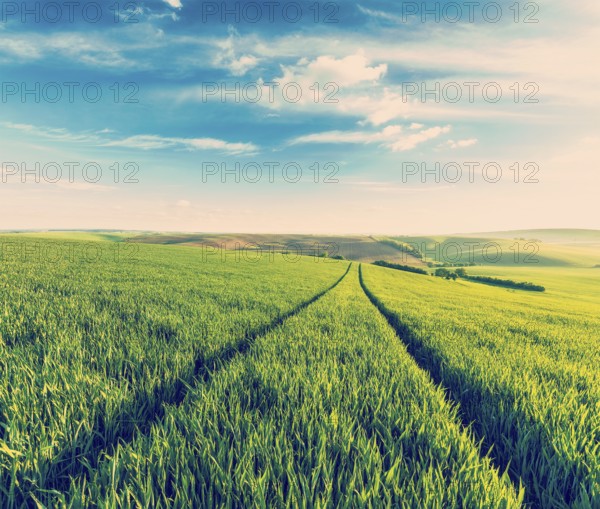 Vintage retro effect filtered hipster style image of Green fields of Moravia, Czech Republic, Europe