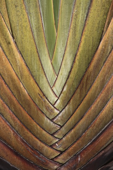 Detail of the structure of the trunk of a traveller's palm (Ravenala madagascariensis), Black River Gorges National Park, Mauritius, Africa