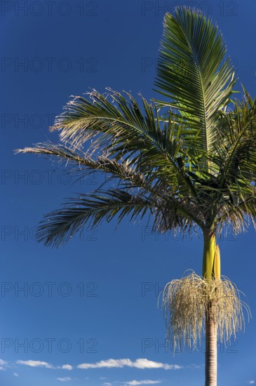 Palm tree blossoming, plant, flora, blue sky, journey, holiday, nice weather, dream journey, symbol, complementary contrast, exotic, exoticism