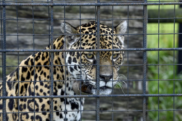 Jaguar (Panthera onca) with radio collar behind iron grid, portrait, captive, breeding station of the Conservation Land Trust, Iberá Project, Esteros del Iberá, San Alonso Island, Corrientes Province, Argentina, South America