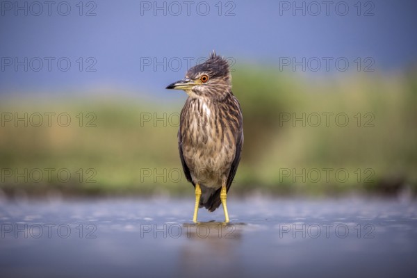 Black crowned night heron (Nycticorax nycticorax) in the water, juvenile, Pusztaszer, Hungary, Europe