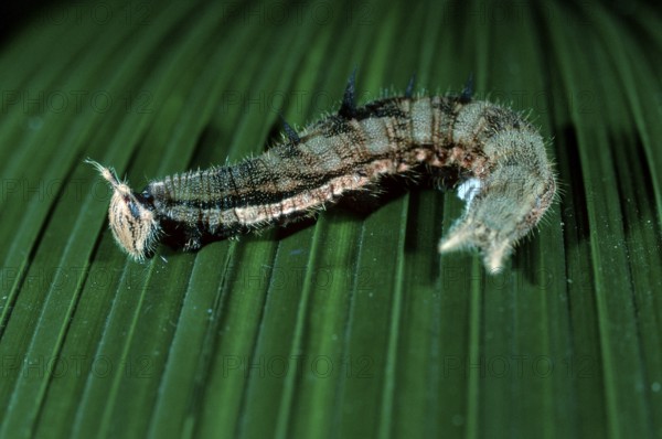 Morpho Butterfly caterpillar, Costa Rica (Morpho peleides), freistellbar