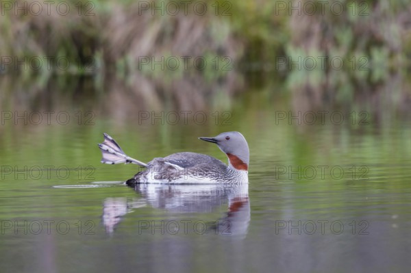 Red-throated diver (Gavia stellata) with outstretched foot in the water, Central Sweden, Sweden, Europe