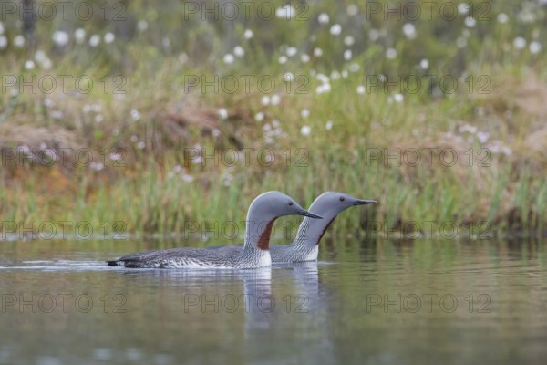 Red-throated diver (Gavia stellata), couple swimming in water, Dalarna, Sweden, Europe