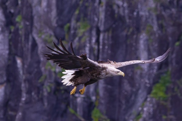 White-tailed eagle (Halliaeetus albicilla) in front of snow-covered mountains and forest, Norway, Europe