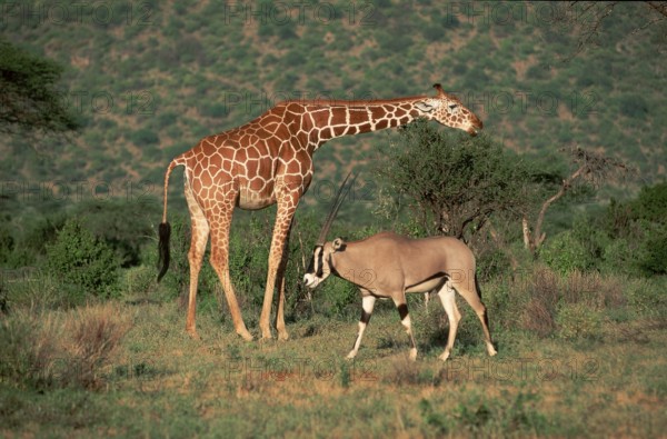 Gemsbok (Oryx gazella) and reticulated giraffe (Giraffa camelopardalis reticulata), Samburu Game Reserve, Page, Kenya, Africa