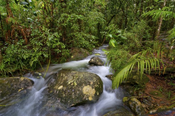 River course, water, stream, river, movement, flowing, jungle, rainforest, tropical, tropical forest, tropical, climate, in the Daintree National Park