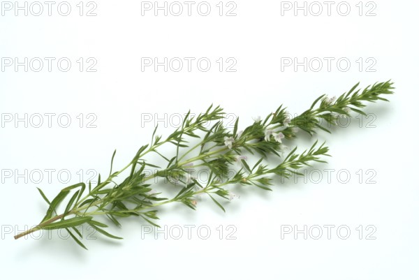 Summer savory (Satureja hortensis), also garden savory, true savory, pepperwort, family of the labiates, used since ancient times as a medicinal plant and spice plant
