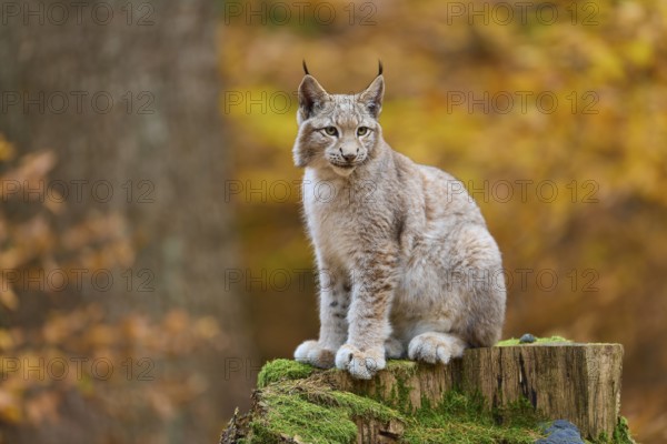 Eurasian lynx (Lynx lynx), sitting on tree trunk in autumn forest
