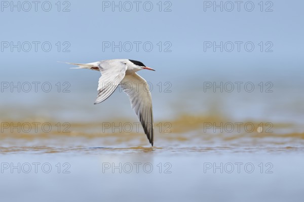 Elegant tern (Thalasseus elegans) flying in the sky above the sea, hunting, ebro delta, Catalonia, Spain, Europe