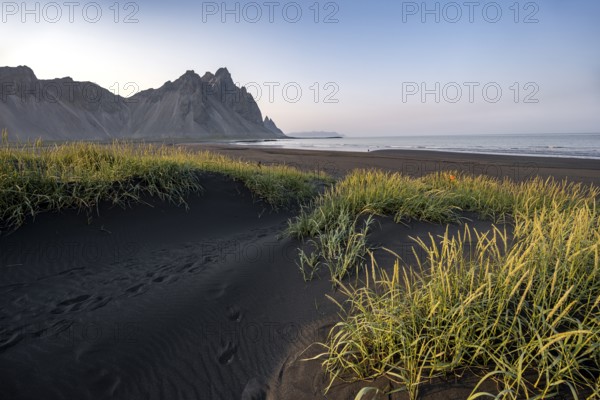 Black beach with volcanic sand, sandy beach, dunes with grass, Stokksnes headland, Klifatindur mountain range, Austurland, East Iceland, Iceland, Europe