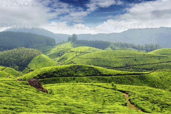 Tea plantations in morning fog in Munnar, Kerala, India, Asia