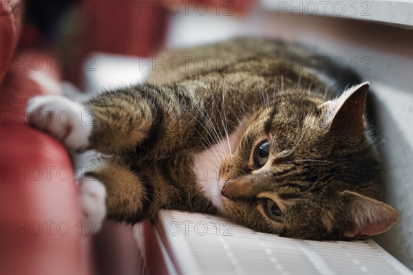 Brown tabby felidae (Felis silvestris catus), lying on heater and warming itself, Germany, Europe