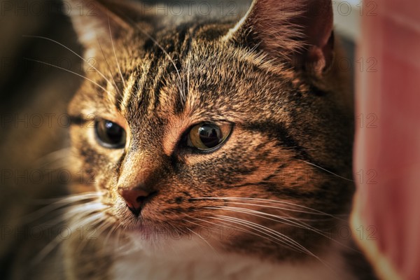 Brown tabby felidae (Felis silvestris catus), attentive gaze, portrait, Germany, Europe