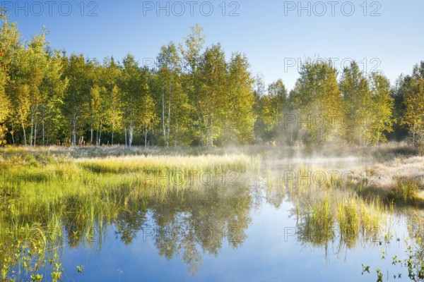 The first rays of sunlight bathe the birch forest and grasses in a warm light, clouds of mist drift across the water surface reflecting the vegetation of the upland moor near Les Ponts-de-Martel, Canton Neuchâtel, Switzerland, Europe