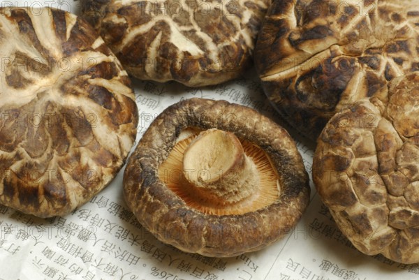 Shitake mushrooms, dried, on Chinese newspaper, Shiitake (Lentinus edodes) Shitake, medicinal mushrooms