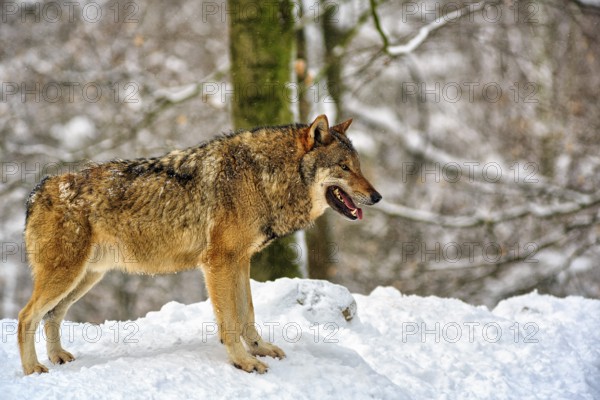 Gray wolf (Canis lupus) in the snow, in the game reserve, Neuhaus Wildlife Park in winter, Neuhaus im Solling, Solling-Vogler nature park Park, Lower Saxony, Germany, Europe