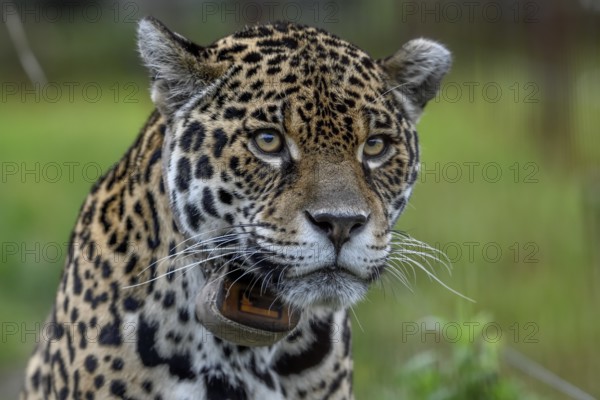 Jaguar (Panthera onca) with radio collar, portrait, breeding station of the Conservation Land Trust, Iberá Project, Esteros del Iberá, San Alonso Island, Corrientes Province, Argentina, South America