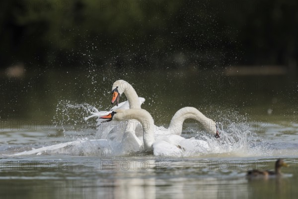 Mute swans (Cygnus olor), fighting in the water, Upper Austria, Austria, Europe