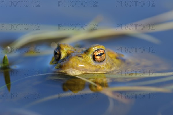Common toad, male, North Rhine-Westphalia, Germany, Europe