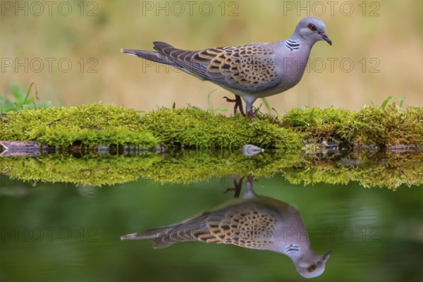 Turtle dove (Streptopelia turtur) comes to drink, Hungary, Europe