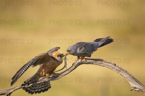 Red-footed falcon (Falco vesperetinus) Male handing over a captured lizard to female, Hungary, Europe