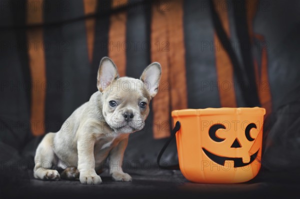 French Bulldog dog puppy with spooky Halloween trick or treat basket in front of black and orange paper streamers