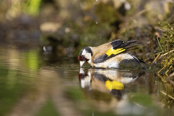 European goldfinch (Carduelis carduelis) Hungary