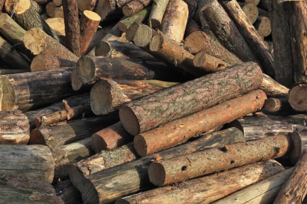 Firewood, logs, sawn into metre pieces