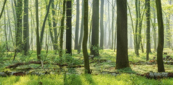 Natural deciduous forest of oaks and beeches in early spring, fresh green, sun shining through morning mist, Burgenlandkreis, Saxony-Anhalt, Germany, Europe