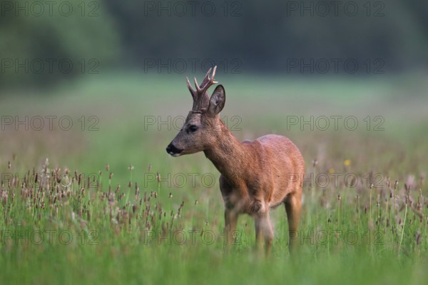 European roe deer (Capreolus capreolus) foraging in a meadow at the edge of a forest in August