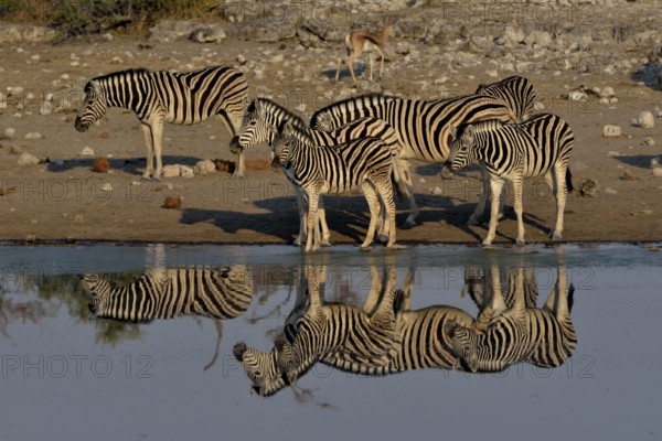 Burchell's Zebras (Equus quagga burchelli) reflected at the waterhole Chudop, Etosha National Park, Namibia, Africa