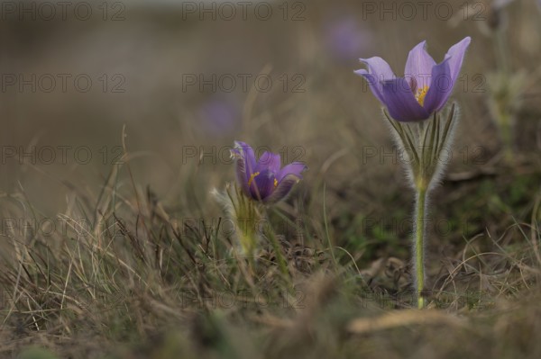 Common Pasque Flower (Pulsatilla vulgaris), Burgenland, Austria, Europe