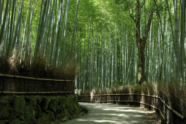 Bamboo forest, near Arashiyama, Kyoto, Japan, Asia