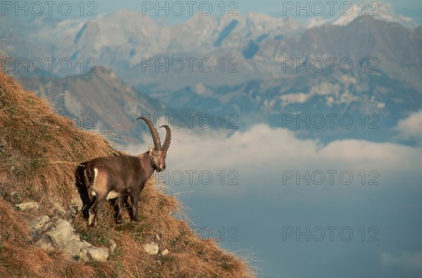 Alpine ibex (Capra ibex), male, Alps, side, Switzerland, Europe