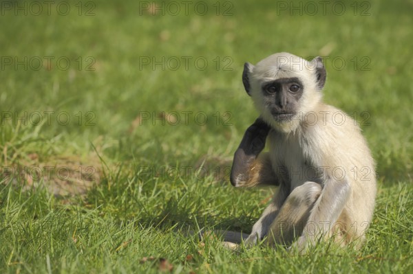 Northern plains gray langur (Semnopithecus entellus), juvenile, ground, sitting, captive