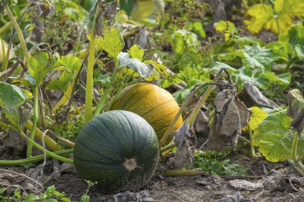 Field with pumpkins (Cucurbita), Münsterland, North Rhine-Westphalia, Germany, Europe
