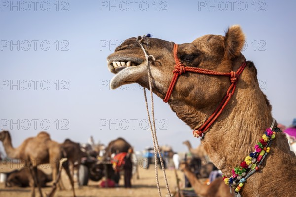 Camels at Pushkar Mela, famous annual camel and livestock fair, held in the town of Pushkar. Pushkar Mela is one of the world's largest camel fairs and tourist attraction. Puskhar, Rajasthan, India, Asia