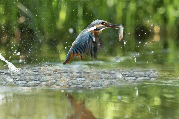 Common kingfisher (Alcedo atthis) fishing kingfisher flies up out of the water after hunting with the fish, North Rhine-Westphalia, Germany, Europe