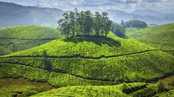 Green tea plantations in Munnar, Kerala, India, Asia