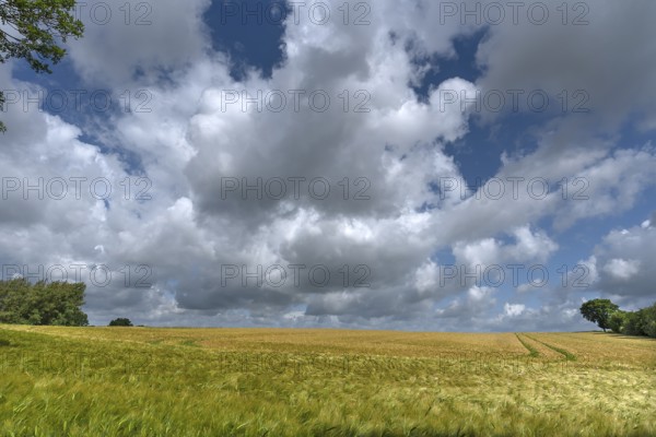 Wheat (Triticum aestivum), cloudy sky, Mecklenburg-Western Pomerania, Detschland