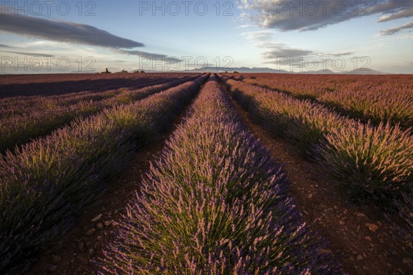 Lavender field, flowering true lavender (Lavandula angustifolia), near Valensole, evening light, Provence, Provence-Alpes-Cote d Azur, South of France, France, Europe