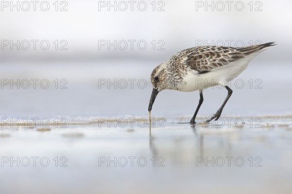 Sanderling (Calidris alba), pulls worm from mudflats, Isle of Rom, Denmark, Europe