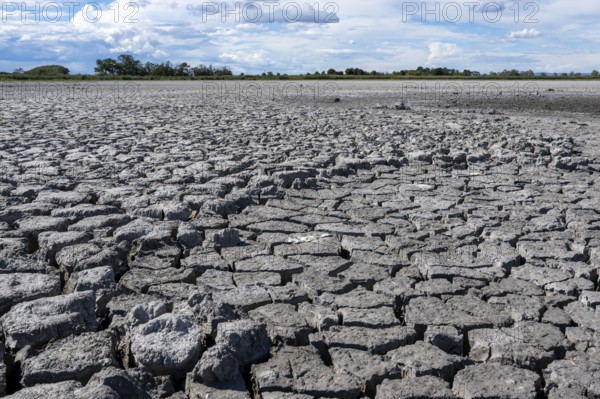 Heavily dried-up Zicksee, Lake Neusiedl-Seewinkel National Park, Burgenland, Austria, Europe